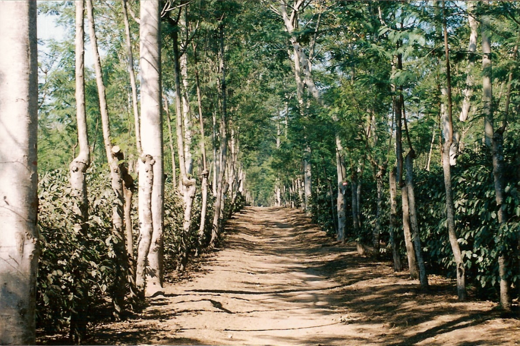 Java Jampit Estate