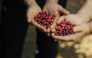 Brazil Oberon red cherry.