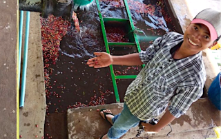 Fresh crop Myanmar coffee from the Mandalay Coffee Group.