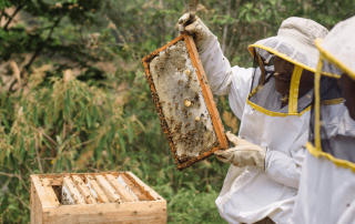 Domingo de la Cruz Toma inspects a beehive.