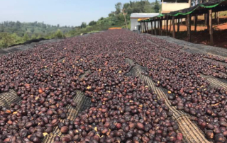 Natural process Ethiopia Guji coffee