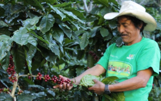 Harvesting coffee in Chiapas, Mexico.