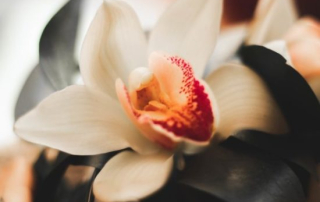 Cattleya trianae orchid