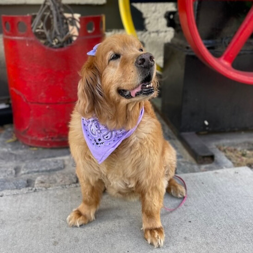 Official pup of the San Diego office, Maya is a very good girl.