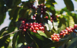 Coffee cherries in Chiapas, Mexico.