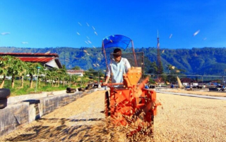 Drying coffee on Blawan Estate