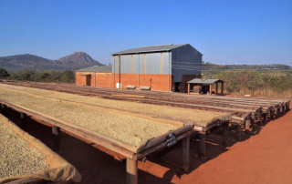 Drying tables for Malawi Pamwamba RFA coffee