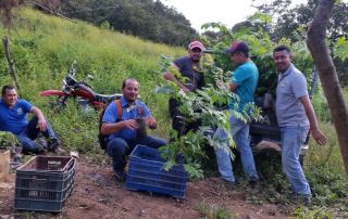 Honduras COPROCAEL Organic Planting