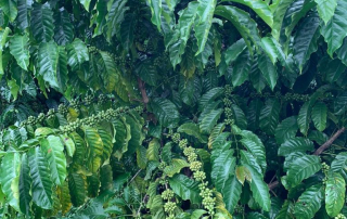 Mexico Washed Robusta Agata fruiting tree