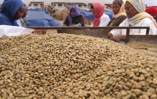 Sorting coffee in Ethiopia