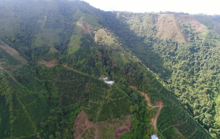 Coffee growing on the steep hillsides of Huila, Colombia.