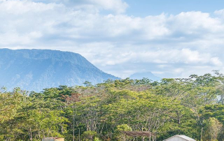 Grade A coffee drying in Western Highlands Province, Papua New Guinea