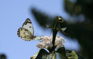 Ethiopia Limu G2 butterfly