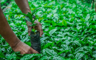 Peru APROCASSI seedlings