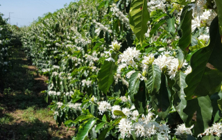 Rows in bloom