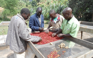 Sorting cherry for Malawi Mzuzu AA Plus