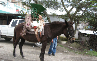 Nicaragua pulper on burro