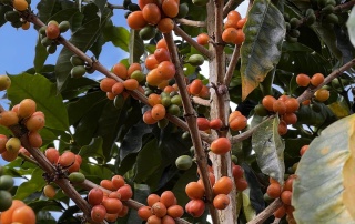 Orange cherry, growing in Peru.