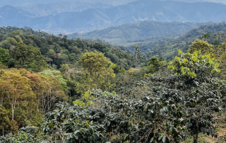 Coffee growing in the mountains of Peru.