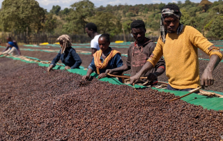 Ethiopia Natural Sidamo G2 drying on raised bed