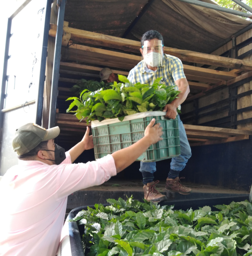 ECOPIL seedlings distribution.