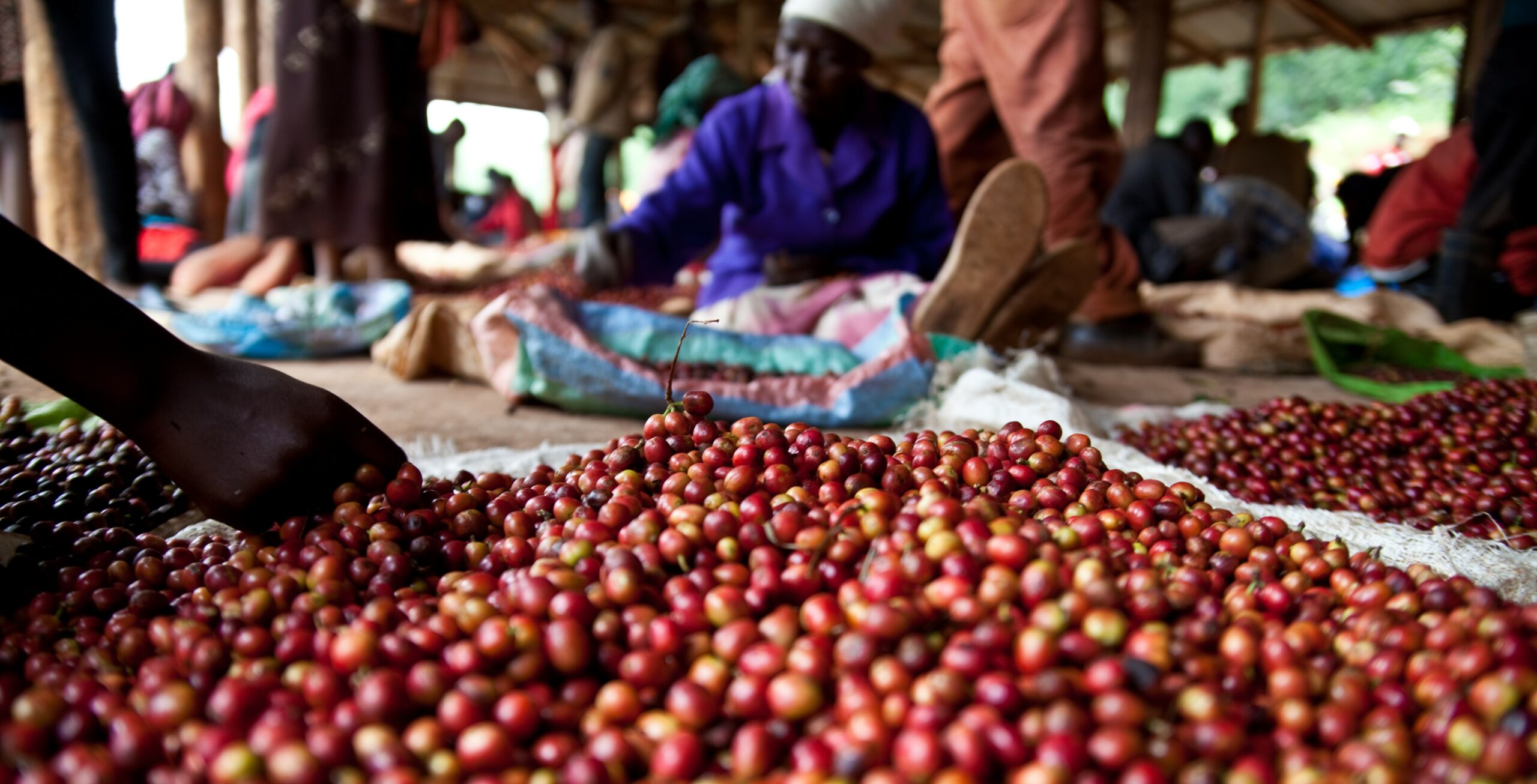 Kenya hand sorting