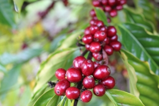 Mexico Chiapas HG EP Organic cherry