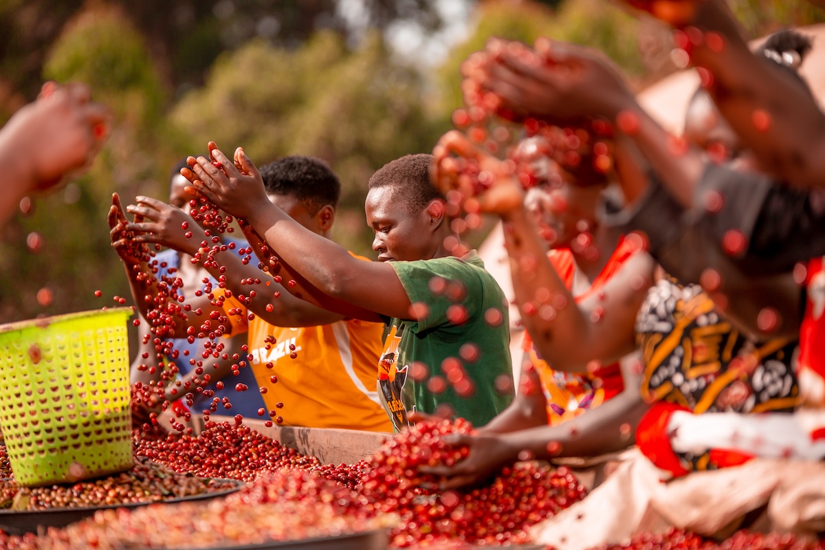 Ibero Uganda Bulambuli Project 2023 Uganda Silverback coffee producers
