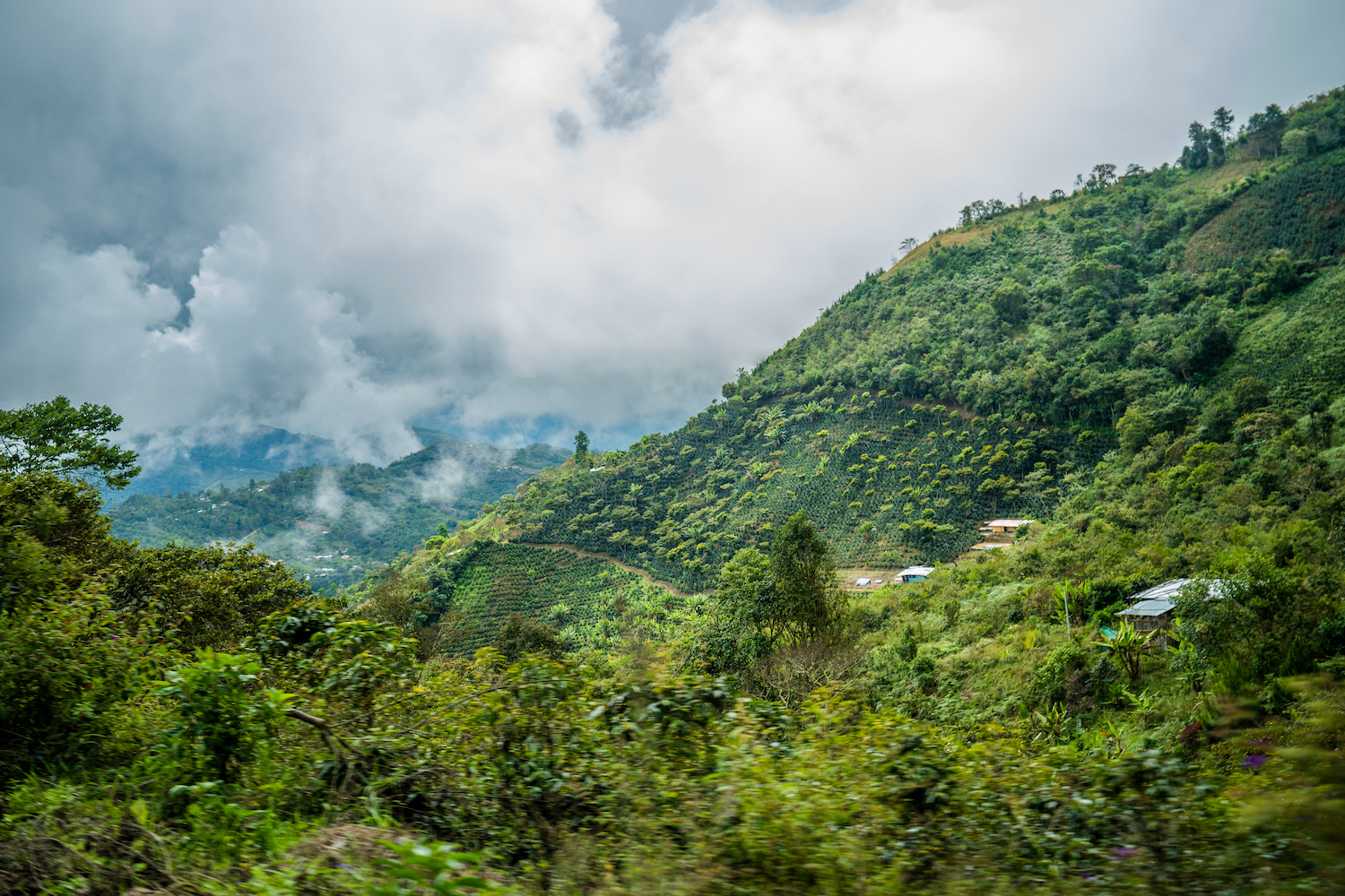 Finca Churumpampa, in Cajamarca, is run by 162 producer members.