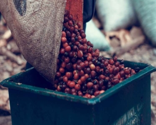 Coffee cherries being poured into a finega.