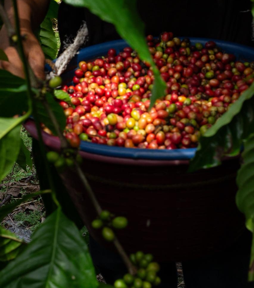 Mexico Robusta Agata