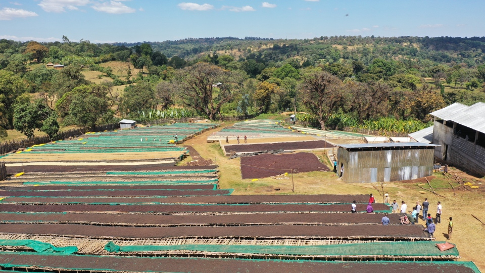 Ethiopia Natural Sidamo G2 beds and vista (2)
