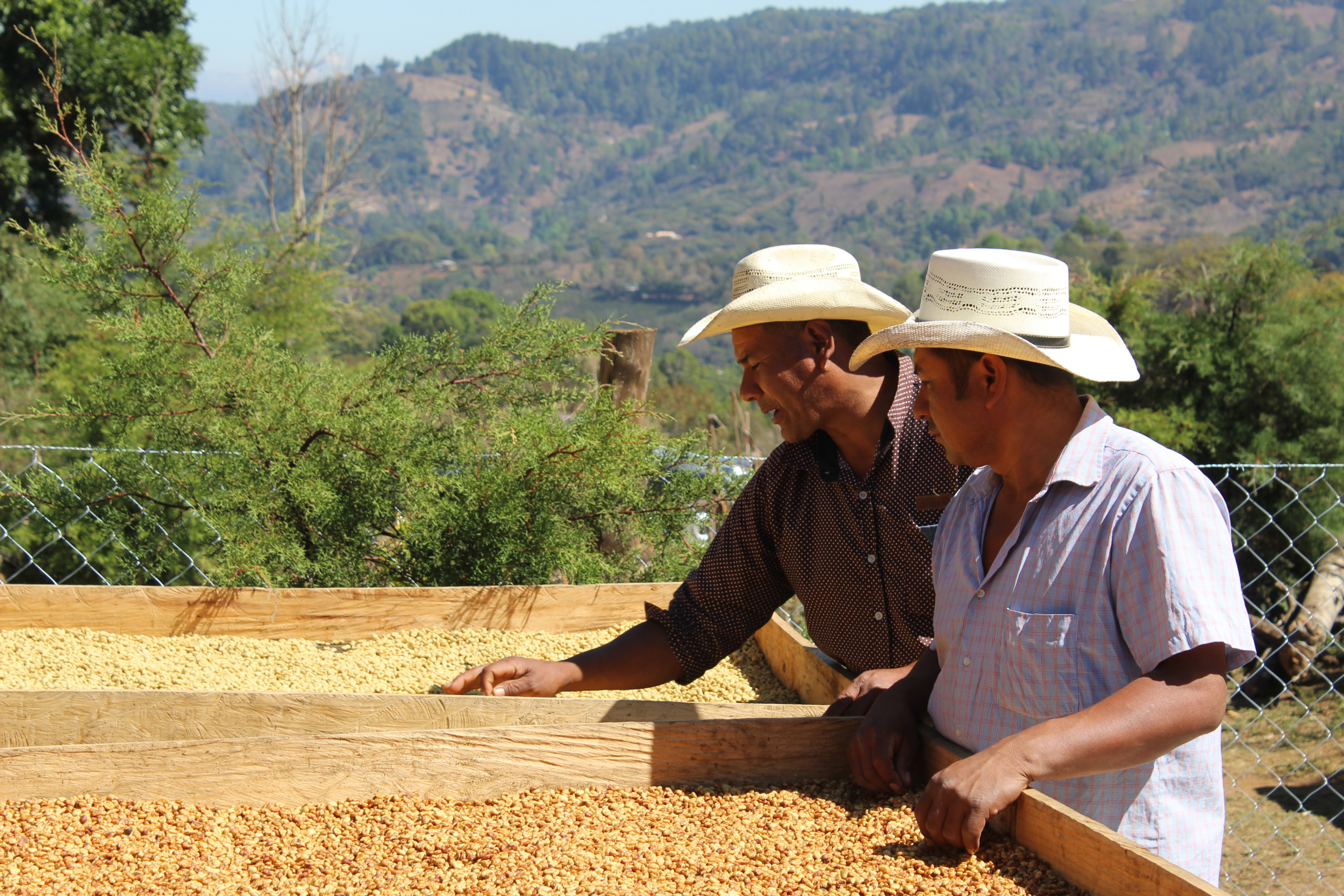 Honduras drying beds