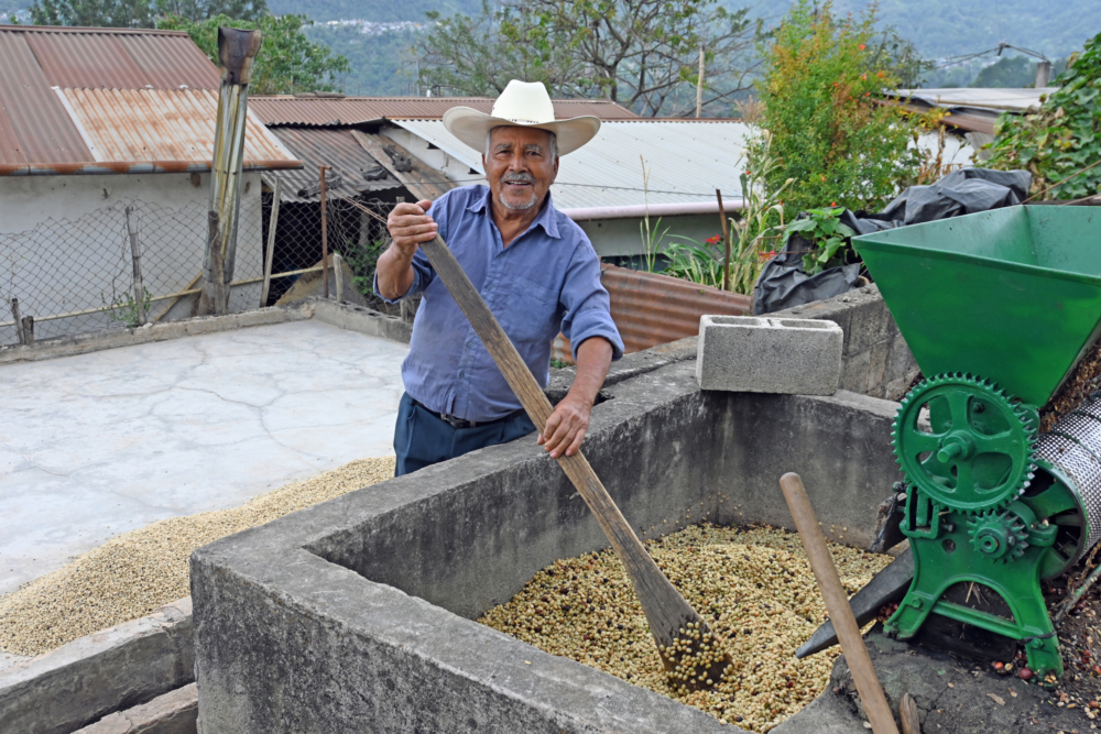 Guatemala AAPICAFI Fairtrade Organic washing tank 2