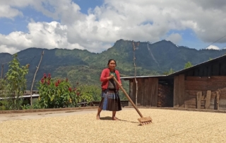 Producer Maria Teresa Perez Gomez dries coffee on her roof.