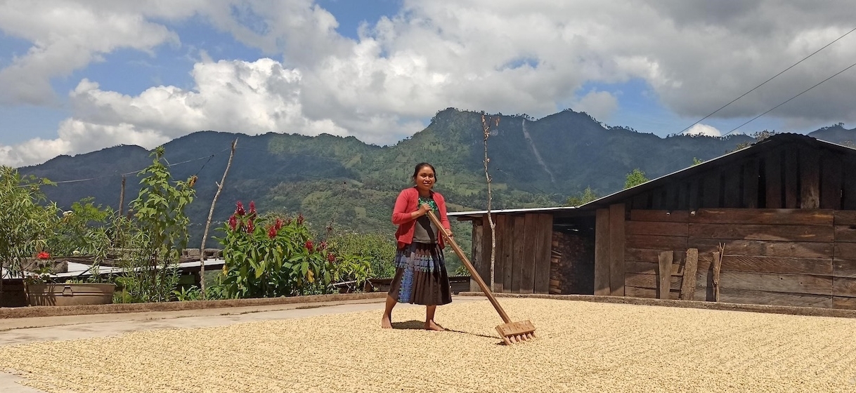 Producer Maria Teresa Perez Gomez dries coffee on her roof.